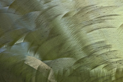 _A000195croofm