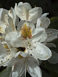 _B007600-611oofm