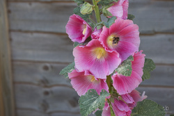 _CBT0964 Bee in Pink Paradise
