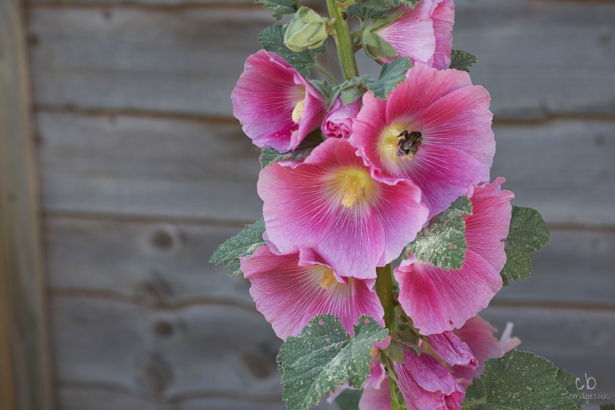 _CBT0964 Bee in Pink Paradise