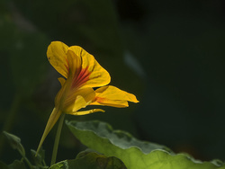 Blake House Garden