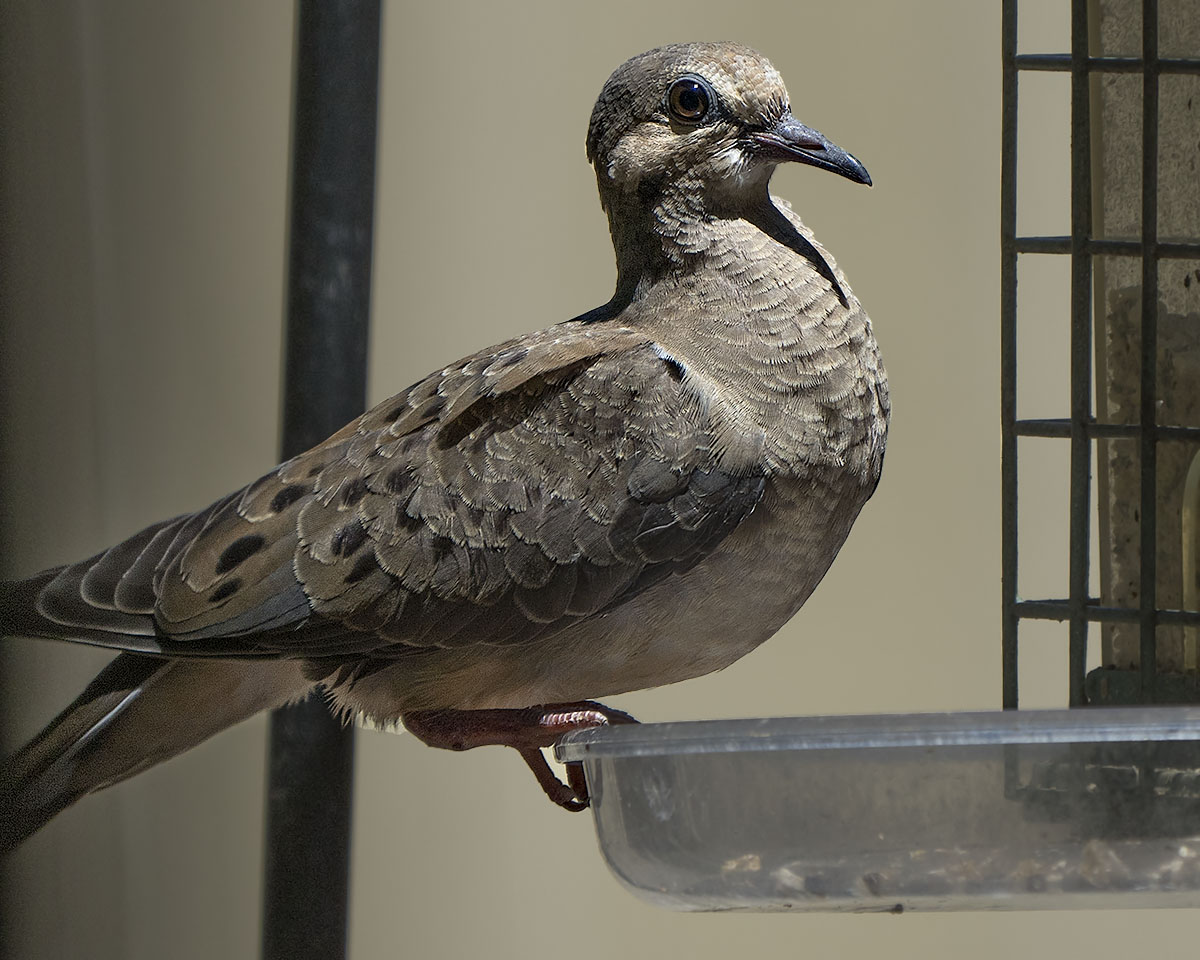 Mourning Dove