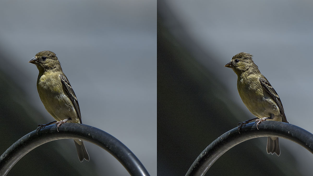 Americal Goldfinch, Hairdos