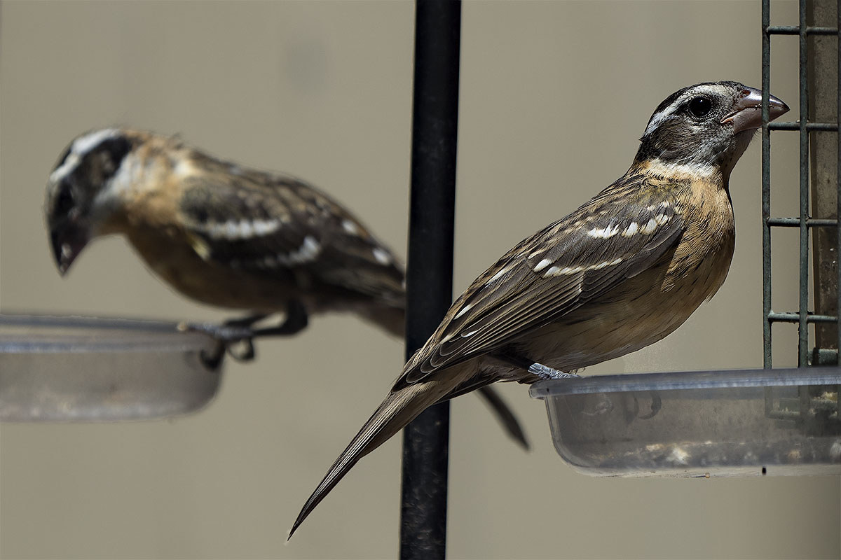 Black Headed Grossbeaks