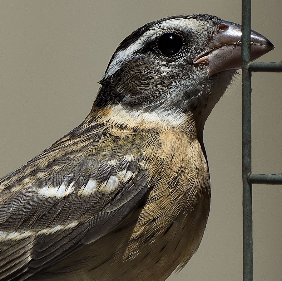 Black Headed Grossbeak, 100%