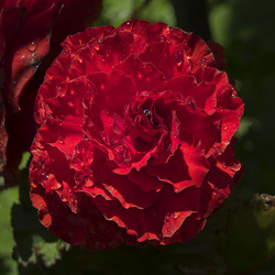 _A002620croofm