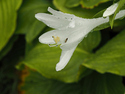 P8071511fm6