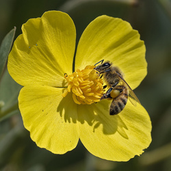 Tilden Botanic Garden