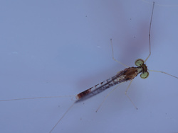 P9020399FMni