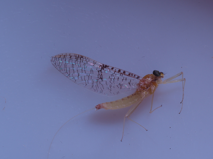 P9020395FMni