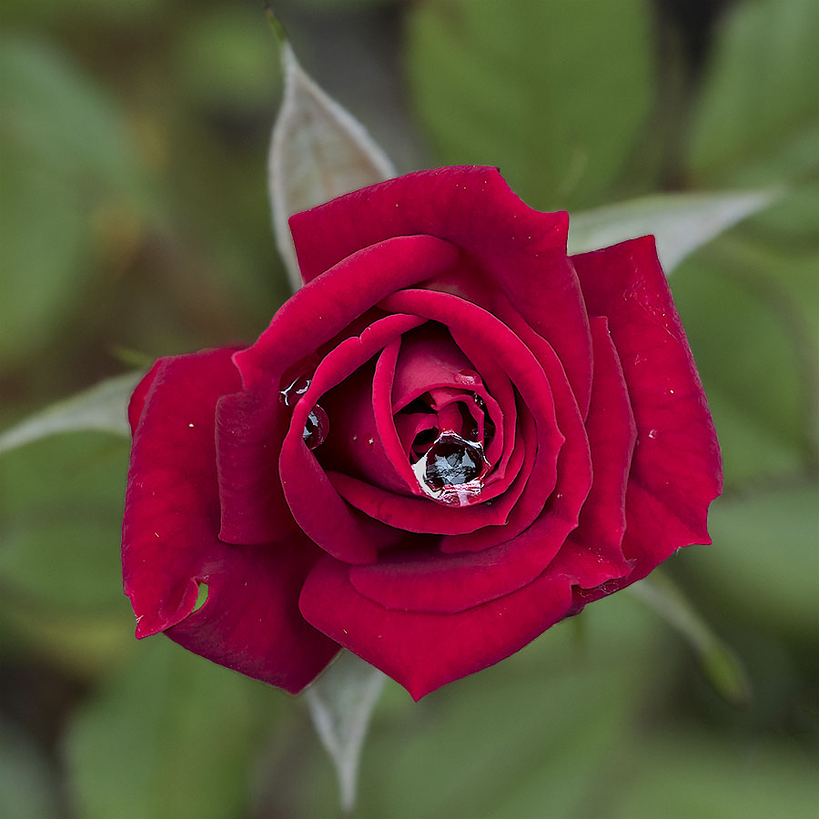 Miniature Rose