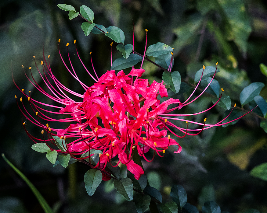 Another Spider Lily