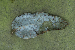 Wednesday Leaf