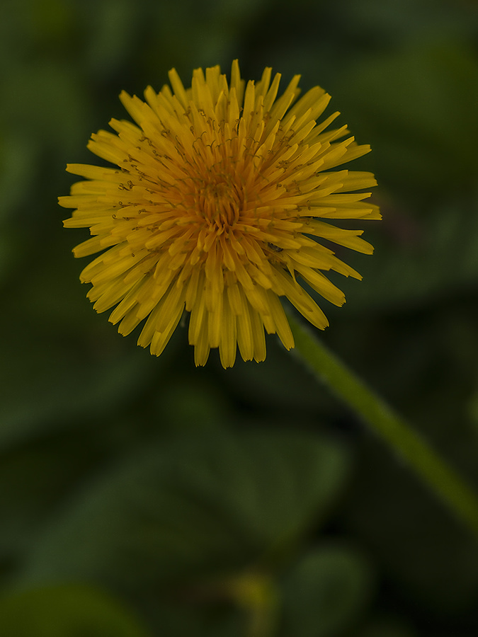 P5061229C6fmDN2A