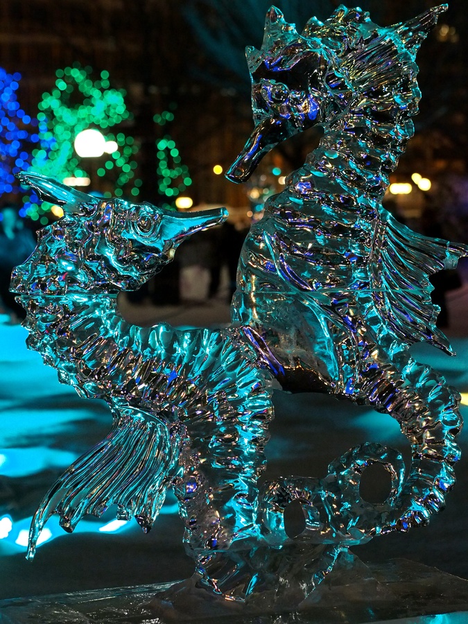 Sea Horses