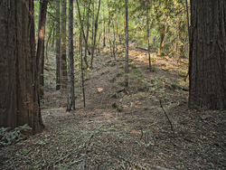 Armstrong Redwoods SP