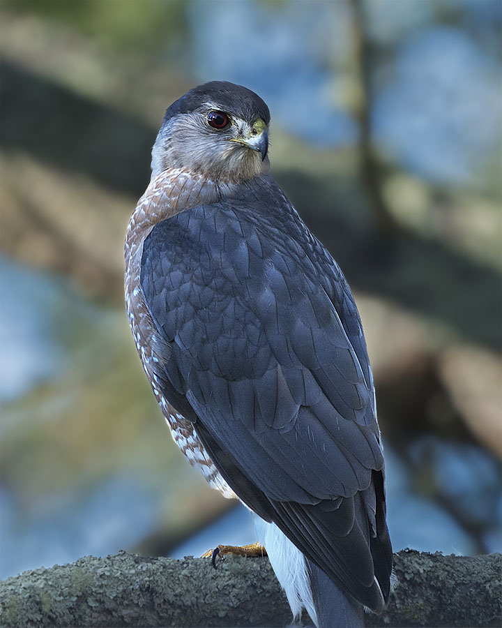 Cooper's Hawk