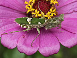 Logo Mantis