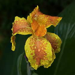 Flora