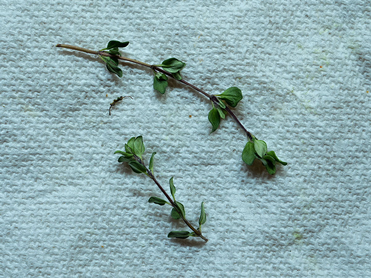 Lemon Thyme - Drying