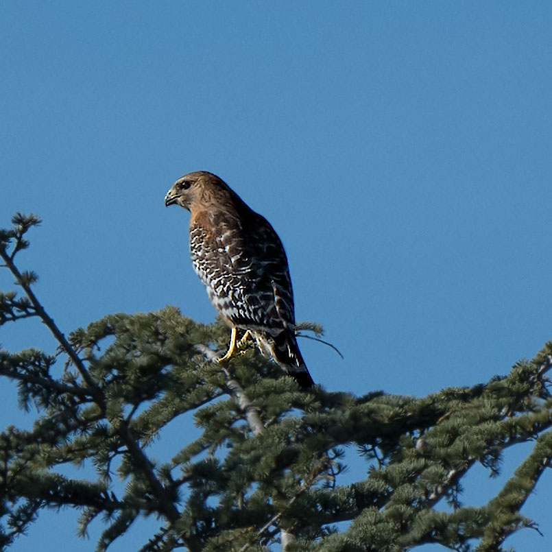 Red Shouldered Hawk.