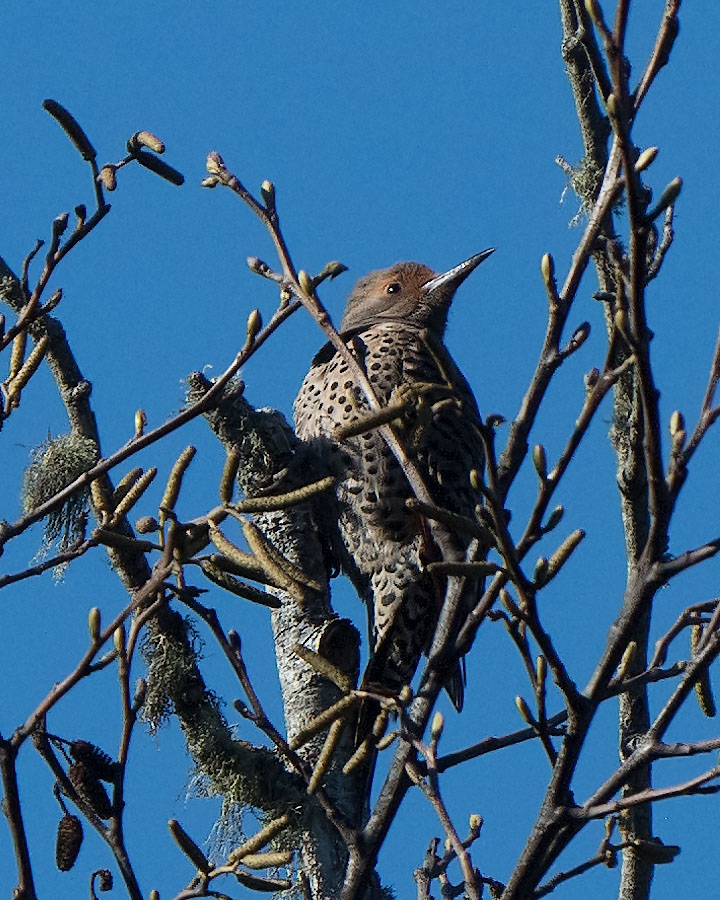 Northern Flicker