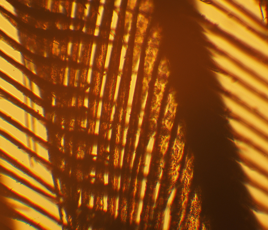 P2251572fmdnx