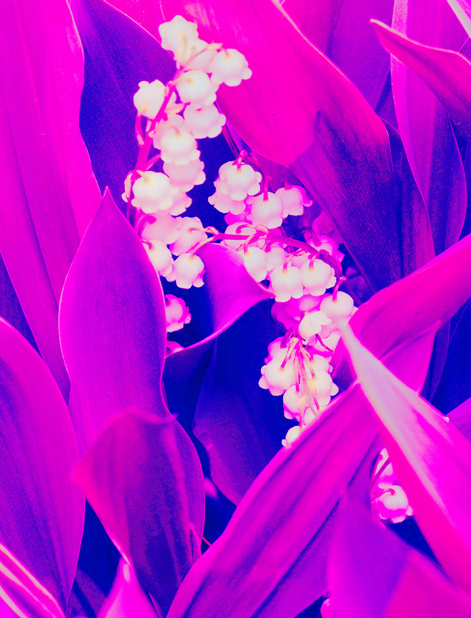 P4300005fmDx2