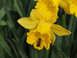 P4070524fmD5