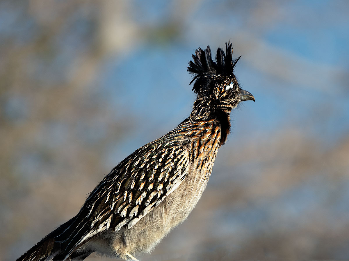 Road Runner