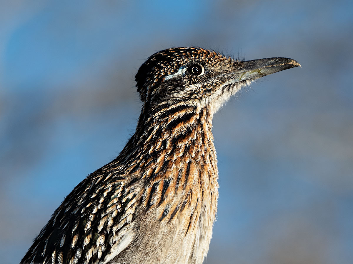 Road Runner