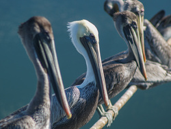 Pelicans On A Wire