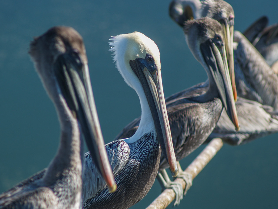 Pelicans On A Wire