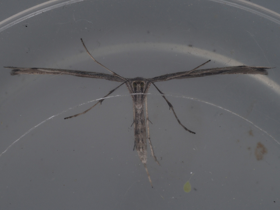 P6110574fmd2a