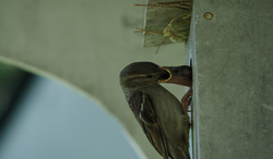 P7070762fmd2