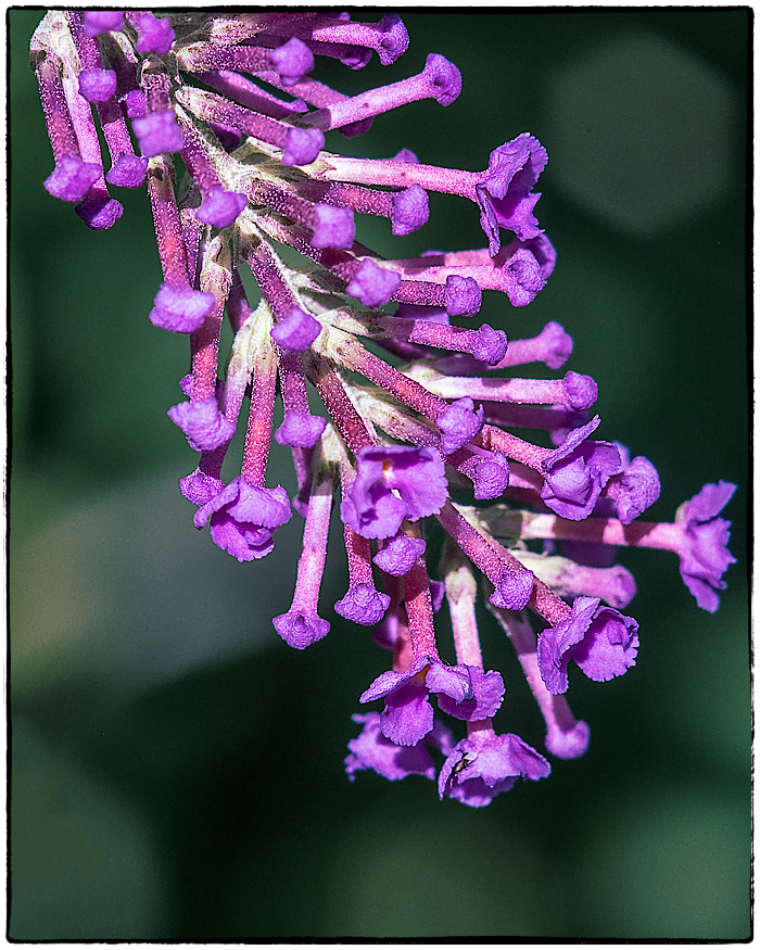 Buddleia Close Up