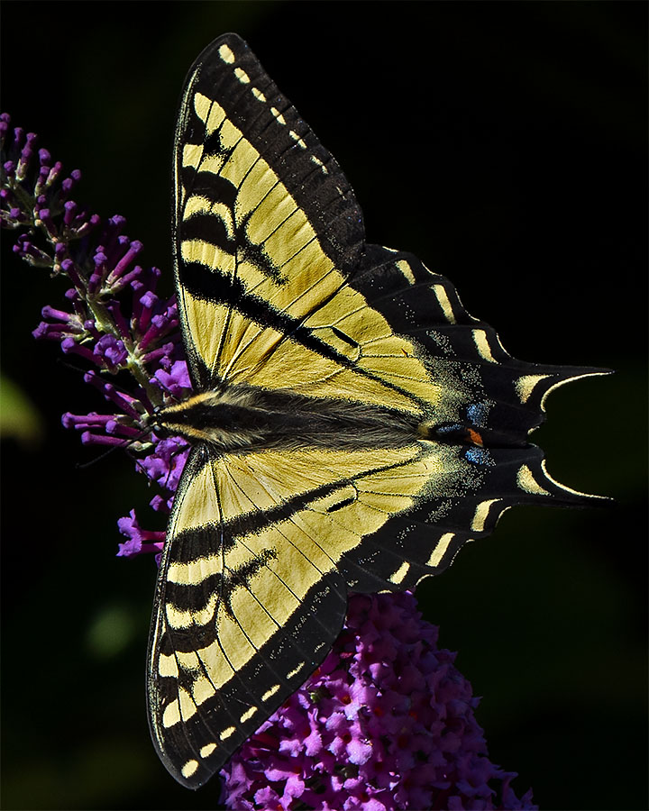 Western Tiger Swallowtail