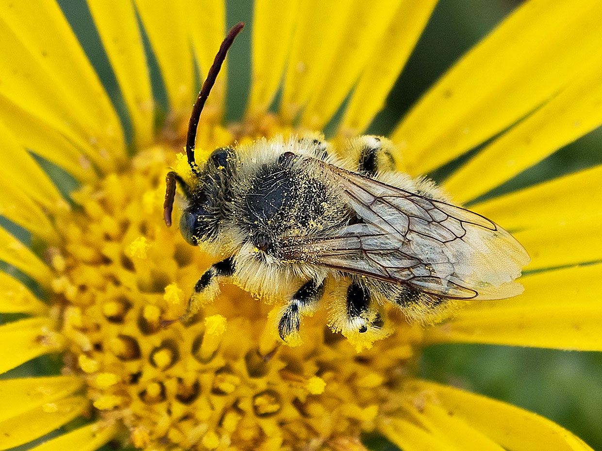 Beach Bum Bee