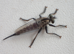P7200511fmd2A2