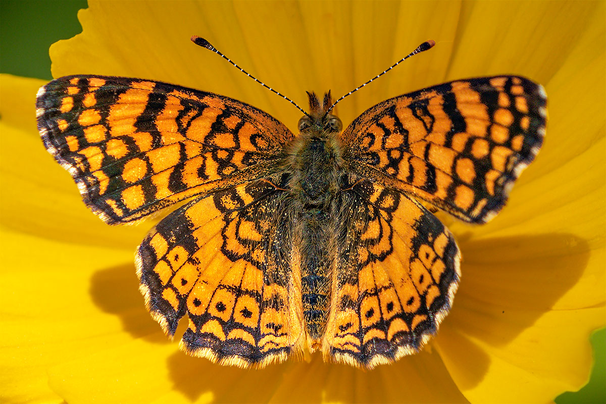 Mylitta Crescent (Phyciodes mylitta)