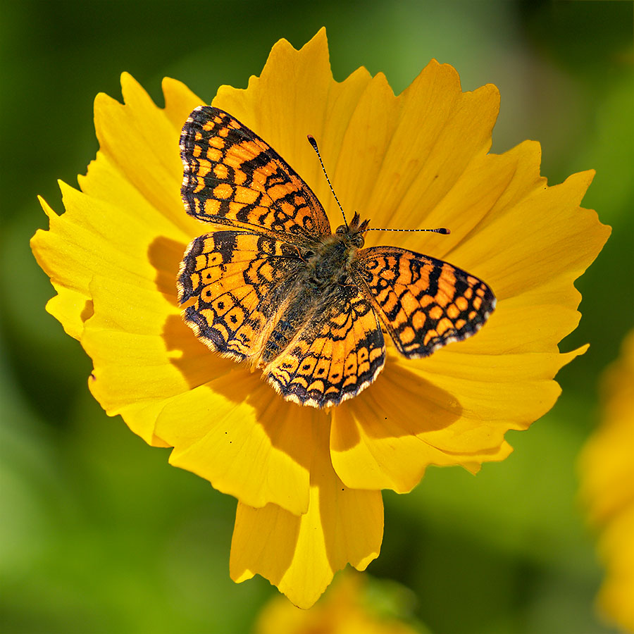 Mylitta Crescent (Phyciodes mylitta)