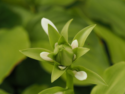 P7300784fmd2