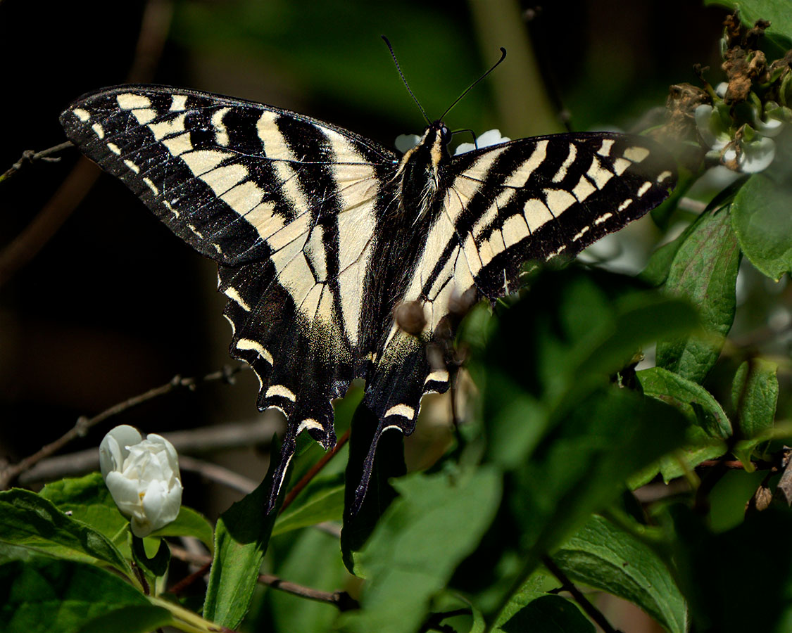 Western Tiger Swallowtail