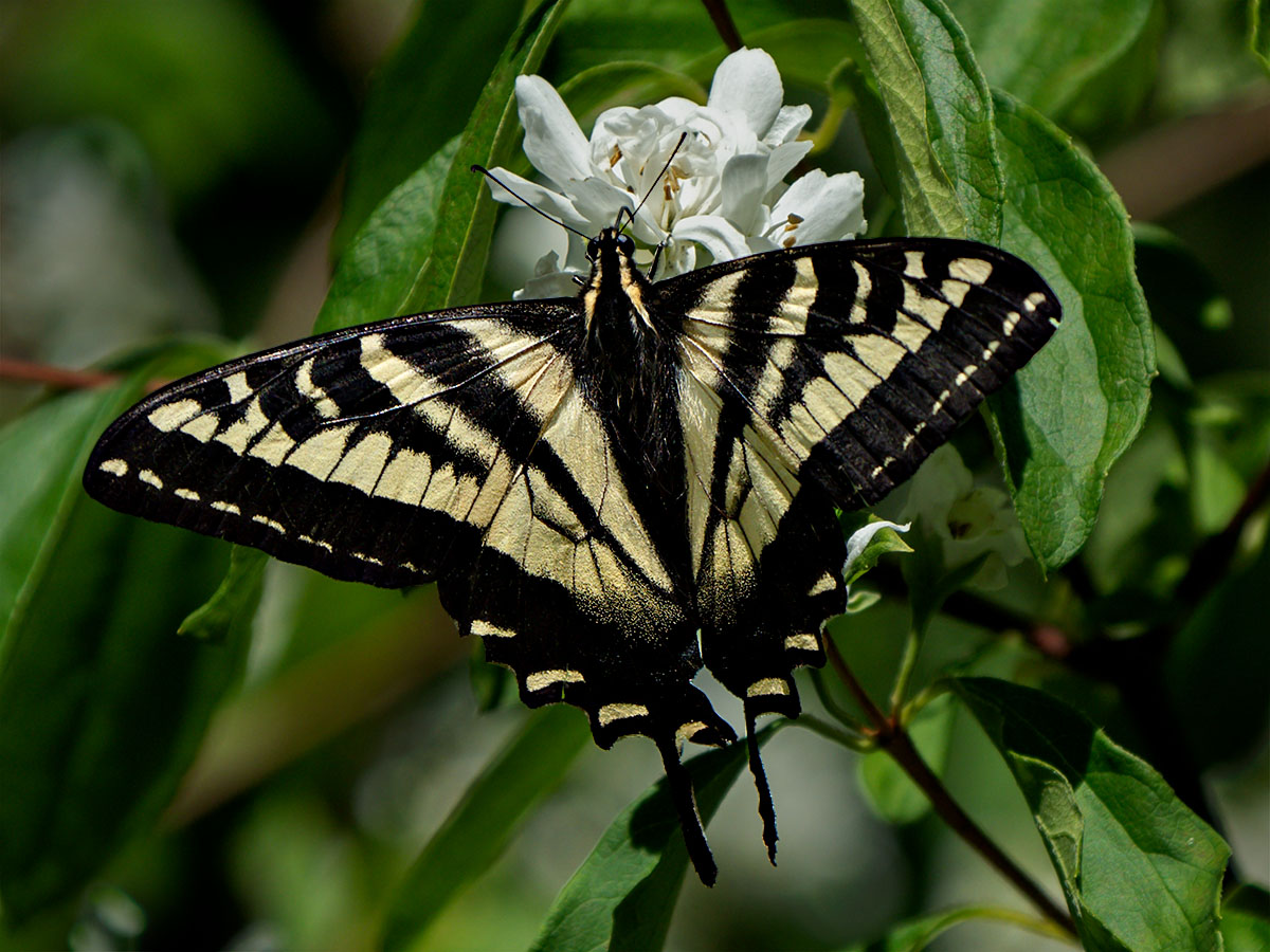 Western Tiger Swallowtail