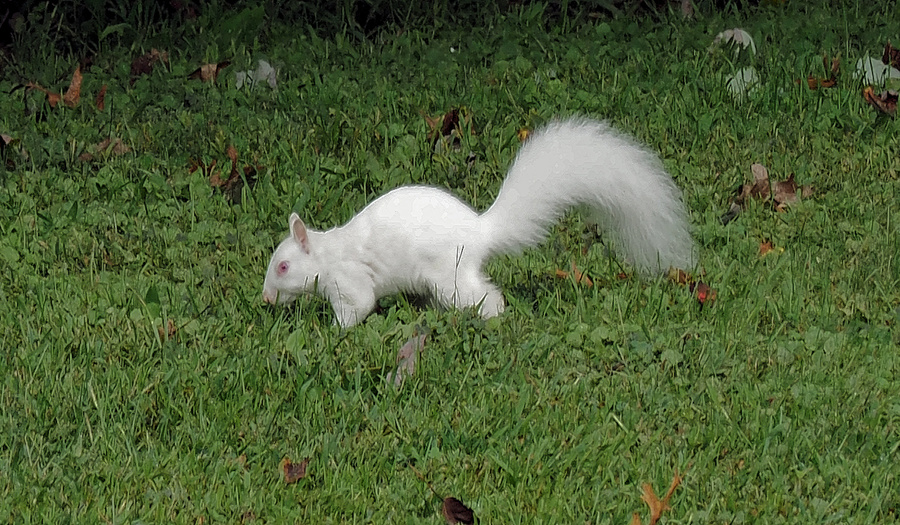 P9131031AS2