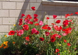 PA310771_cr poppies-USM10