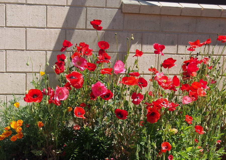 PA310771_cr poppies-USM10