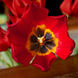 _B__0008-38croofm