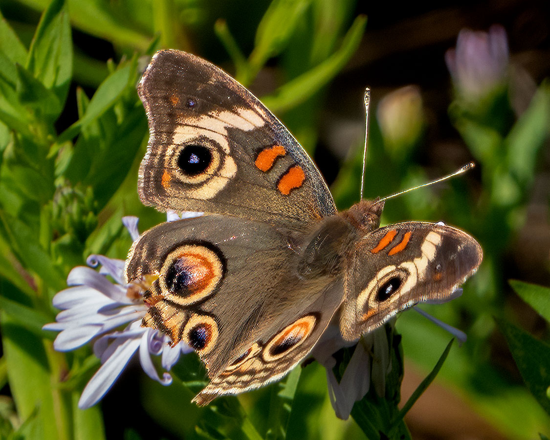 Common Buckeye