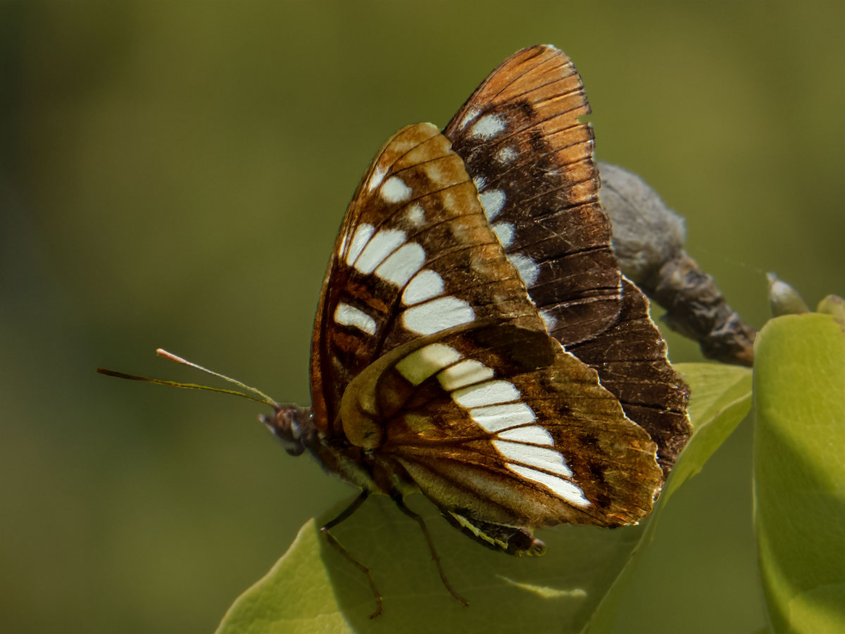 Lorquin's Admiral